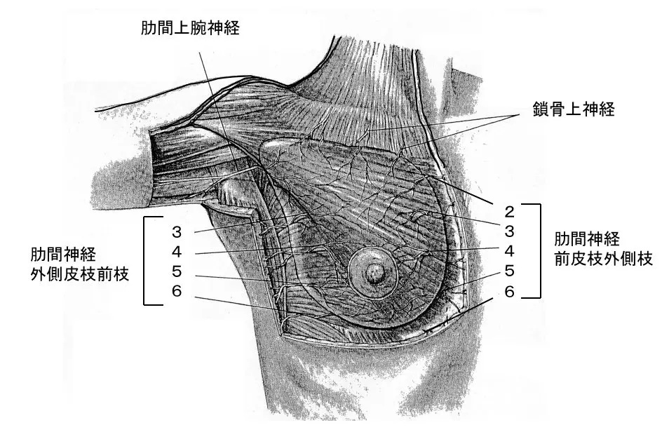 乳房の症状と病気 練馬駅前内視鏡 乳腺クリニック