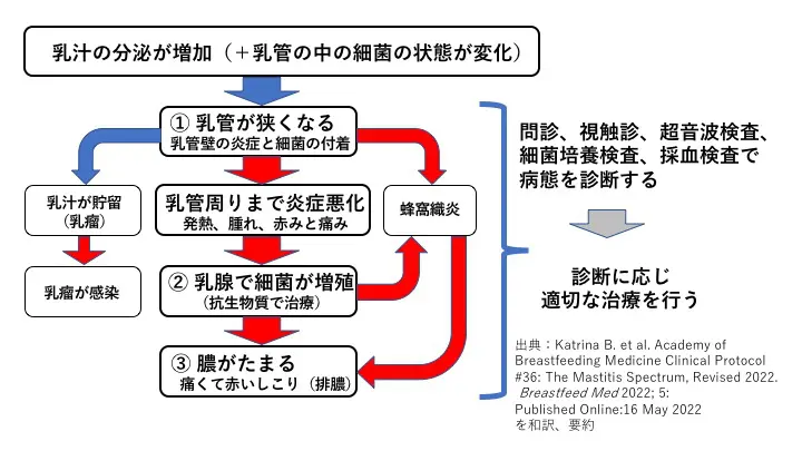 授乳期乳腺炎 乳輪下膿瘍 肉芽腫性乳腺炎 練馬駅前内視鏡 乳腺クリニック